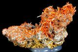 Bright Orange Crocoite Crystal Cluster - Tasmania #182728-2
